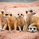 Meerkats move in to new home meerkats