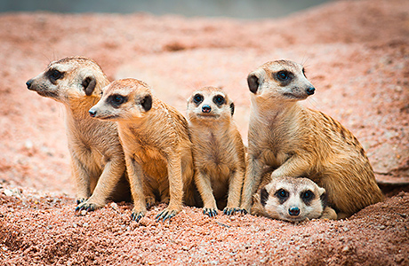 meerkats