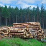Pilot project promotes greater use of home-grown timber in Scottish construction industry