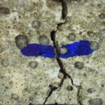 Living building materials could extend lifespan of infrastructure