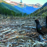 Projects to restore Scotland’s natural environment in line for share of £12.5m