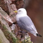 SSE alters major wind farm plans in bid to protect seabirds