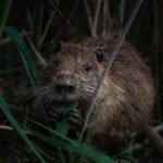 Policymakers urged to consider use of beavers in river restorations