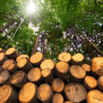 Three-year project to examine English woodlands for new construction resources