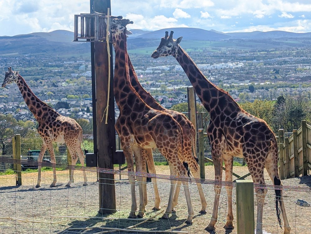 Giraffes 