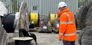 Dog in Network Rail yard
