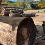Elgin timber company to double headcount with £55,000 investment