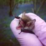 Bat boxes installed at £75m Levenmouth rail link project