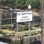 Gull chicks halt project to demolish redundant ferry berthing