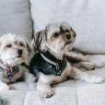 Housebuilder launches pet foodbank drive in face of rising costs