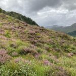 Network Rail completes its ‘most ambitious’ Scottish biodiversity enhancement project Natural heath