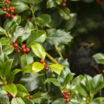 Blackbird