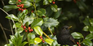 Blackbird