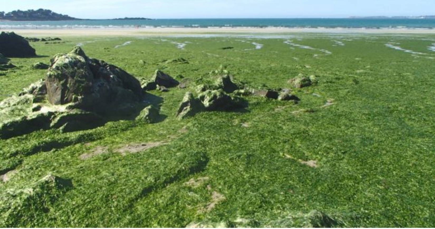 Green-algae (Ulva-type) accumulation on the French coast: a wet and variable biomass stream that must be stabilised before materials testing