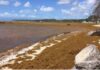 Could stranded seaweed boost Scotland’s circular ambitions? Sargassum on a Caribbean shoreline. Its chemistry differs from Ulva and requires specific contaminant control