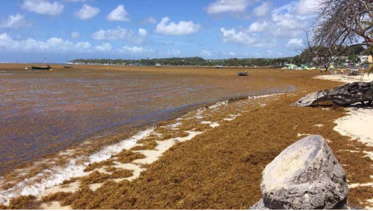 Sargassum on a Caribbean shoreline. Its chemistry differs from Ulva and requires specific contaminant control